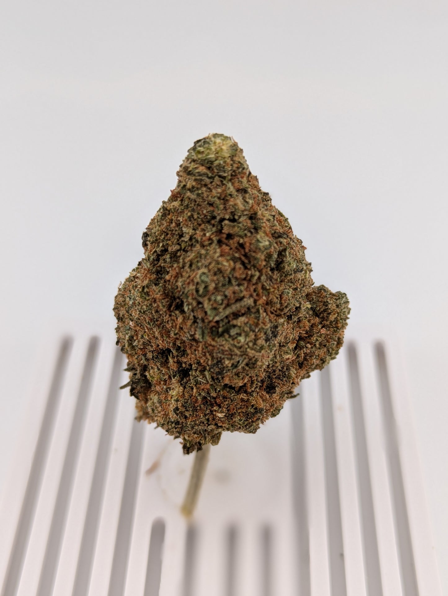 Black Runtz │ THCA Flower │ Indica │ 28%