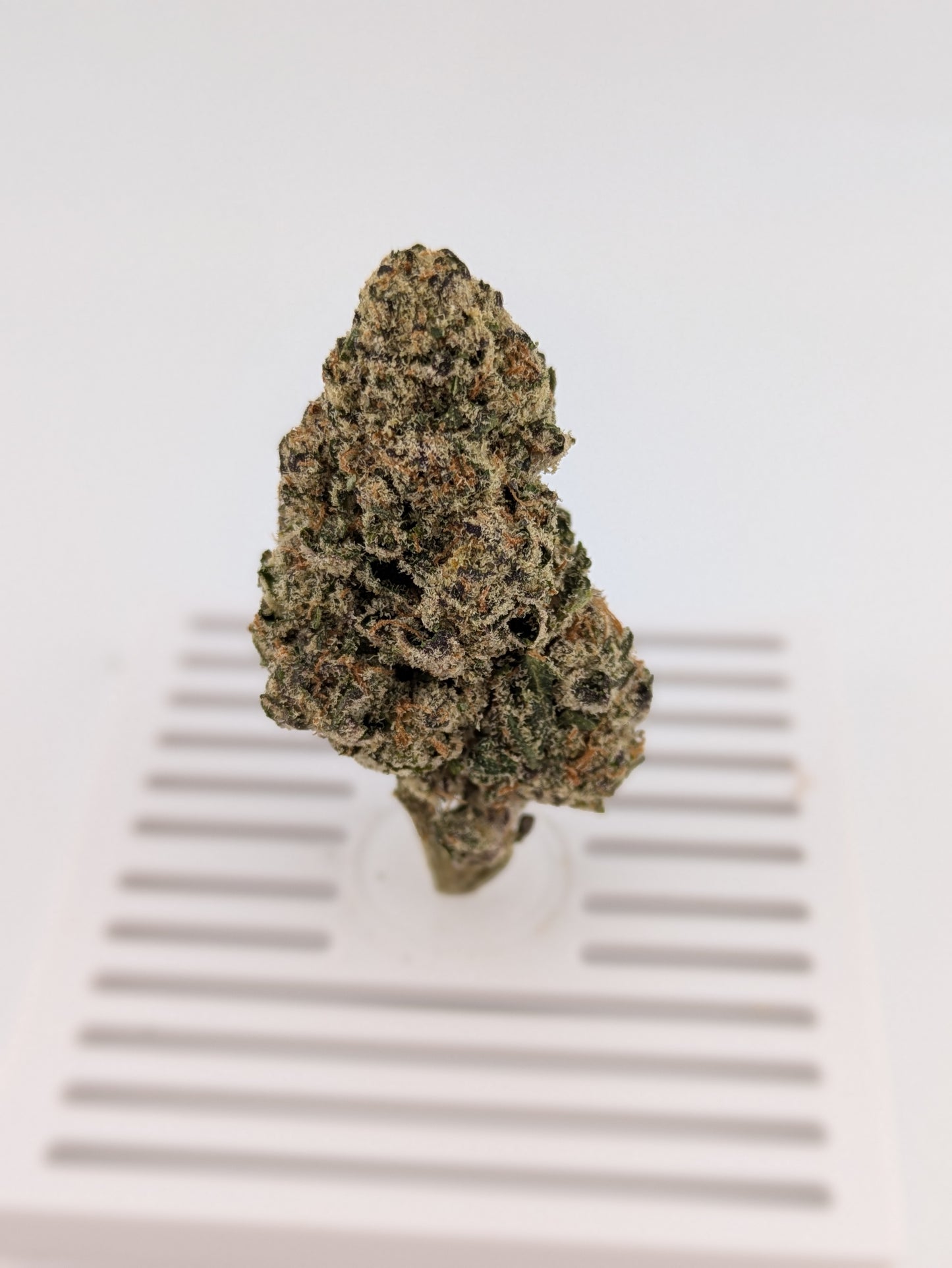 Colombian Gold │ Exotic THCA Flower │ Sativa │ 28%