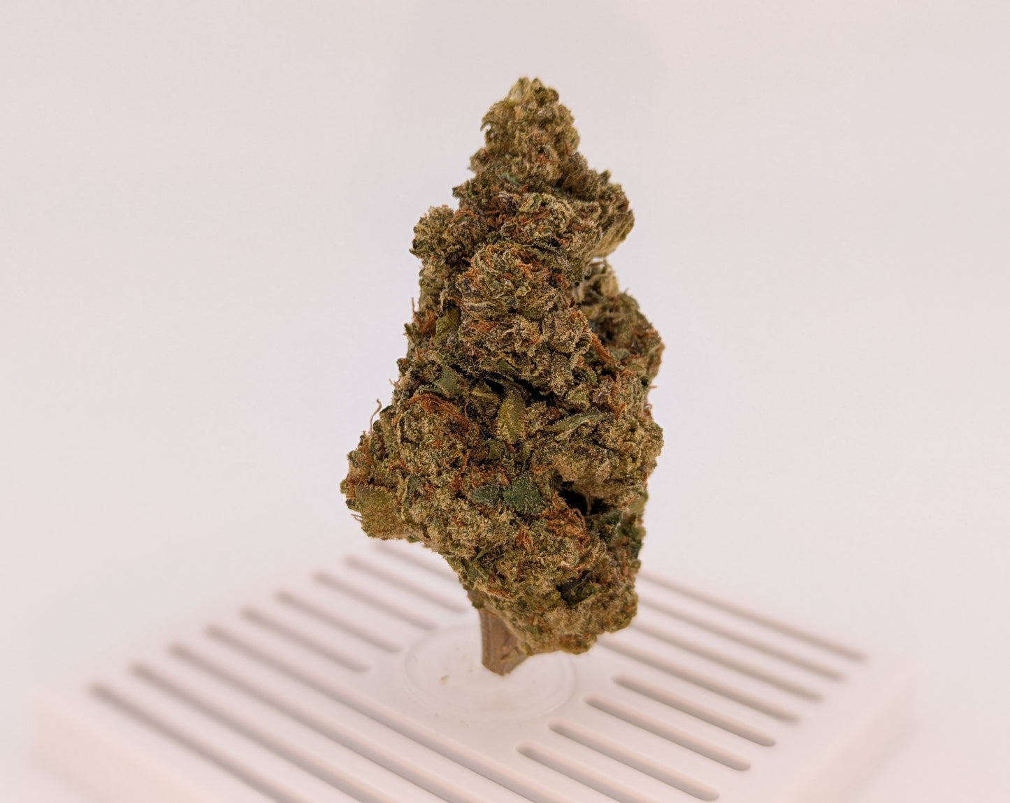 THCA Flower 25% - Gelato #41 - Hybrid