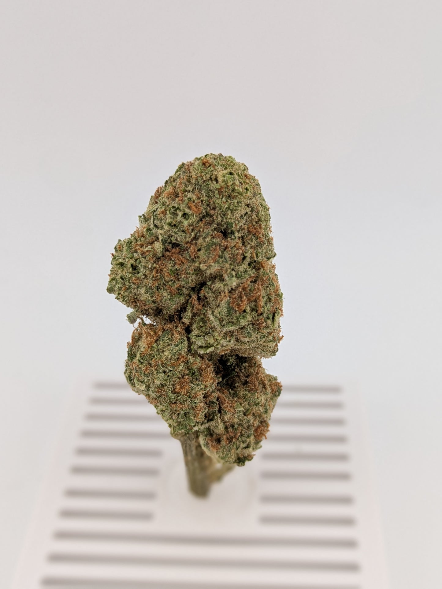 Poison Gushers │ Exotic THCA Flower │ Hybrid │ 26%