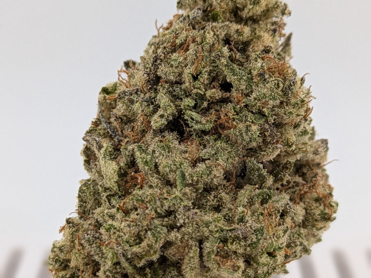Wareoz │ Exotic THCA Flower │ Hybrid │ 31%